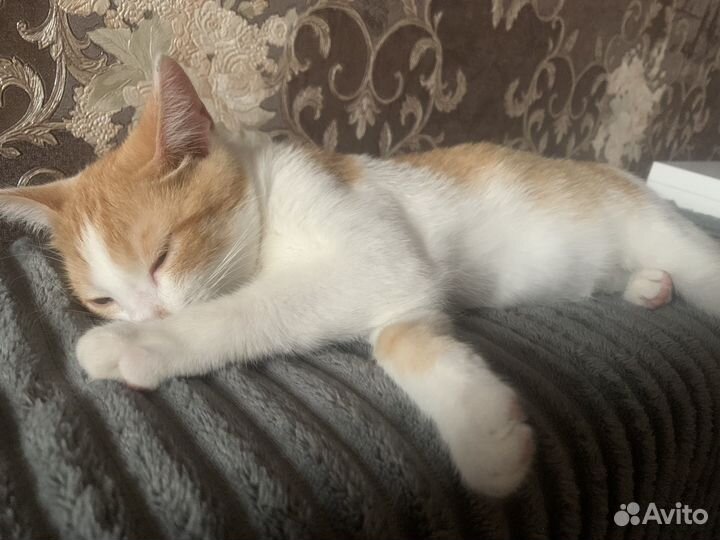 Рыжий котик (мальчик) в добрые руки