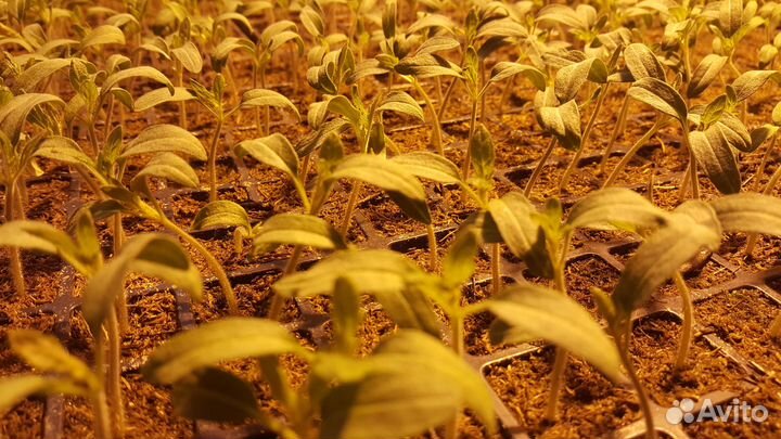 Рассада овощных культур