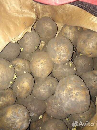 Семенной картофель