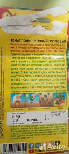 Рассада помидор