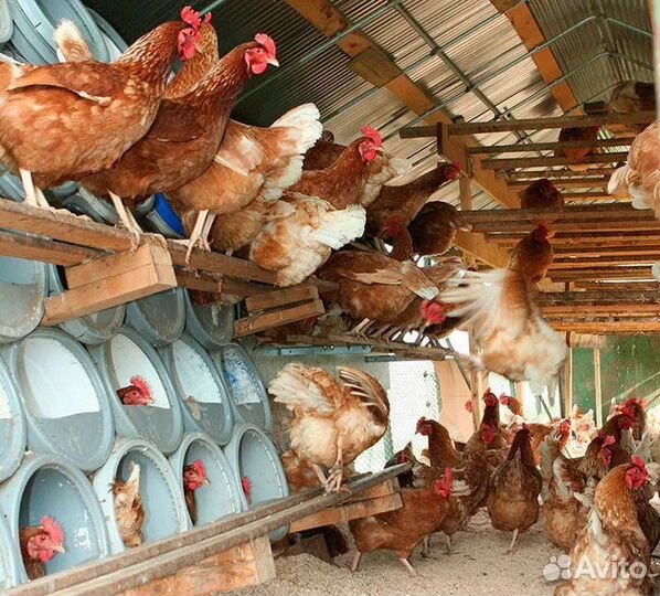 Куры несушки продам