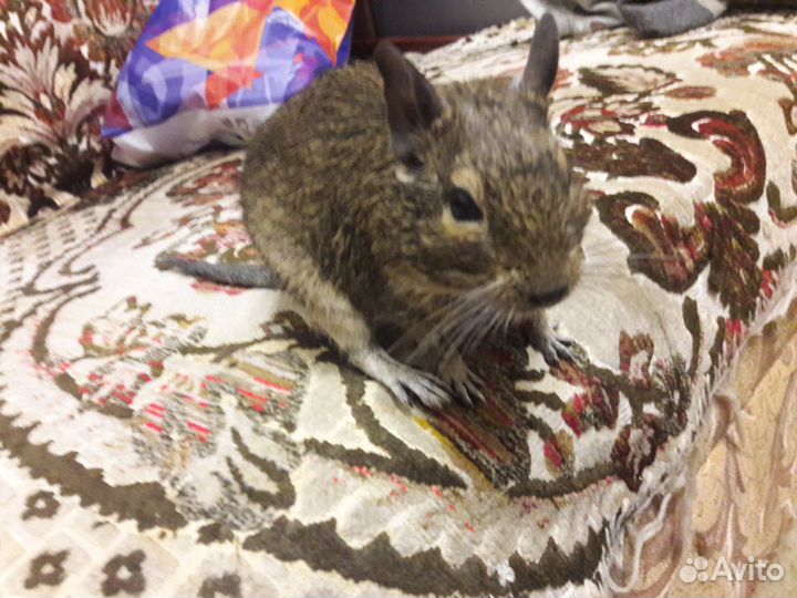 Передержка грызунов и рептилий