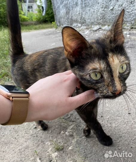 Кошка ищет дом