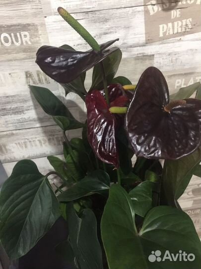 Антуриум джамбо блэк