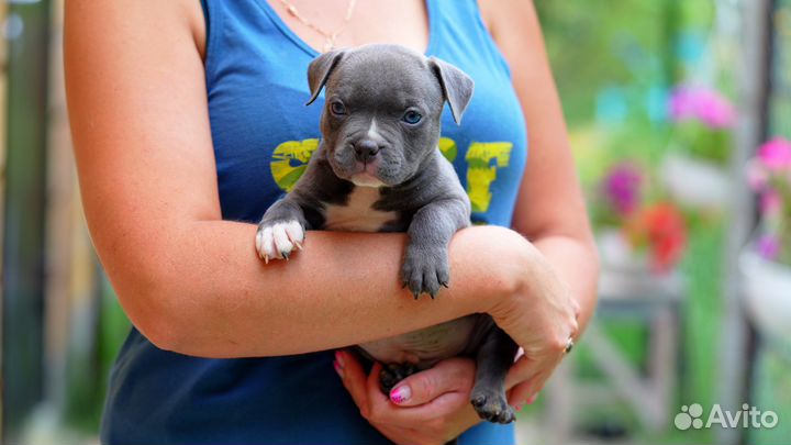 Американский Булли щенок мальчик голубой 1 месяц