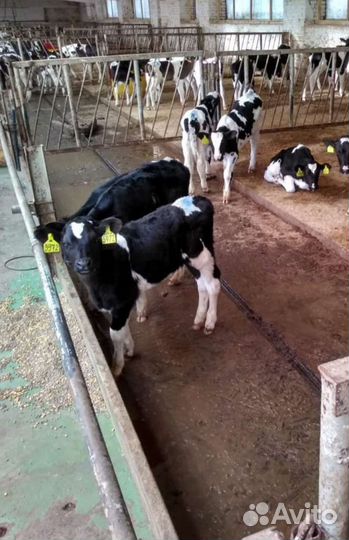 Телята бычки