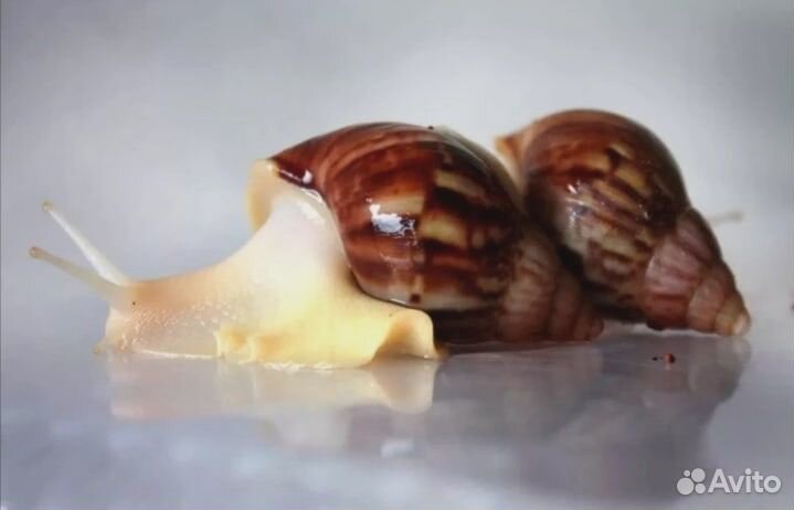 Улитка Ахатина Фулика Альбино