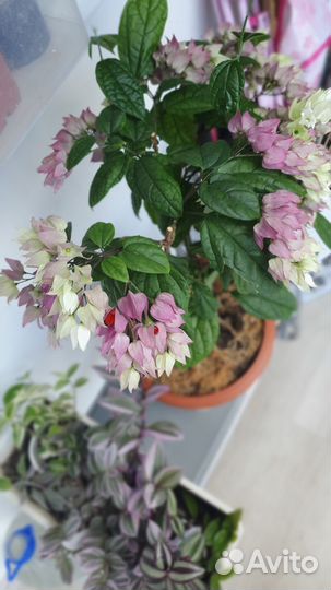 Клеродендрум семена