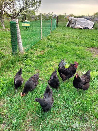 Инкубационное яйцо кур