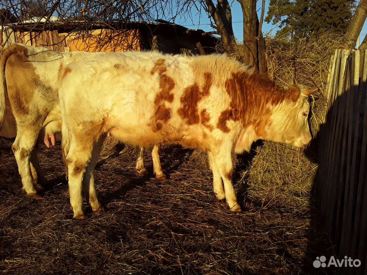 Телка стельная Бычок 1,3