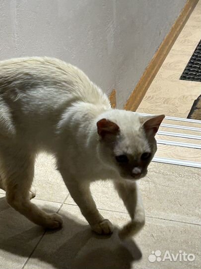 Кошка в дар