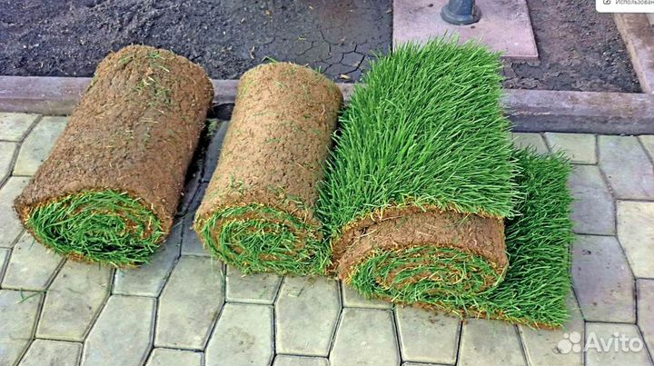 Рулонный газон с доставкой