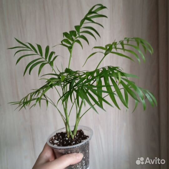 Комнатные растения цветы обновление 12 апреля