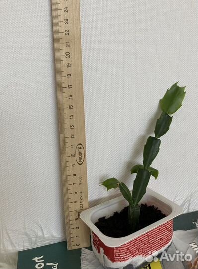 Декабрист белый