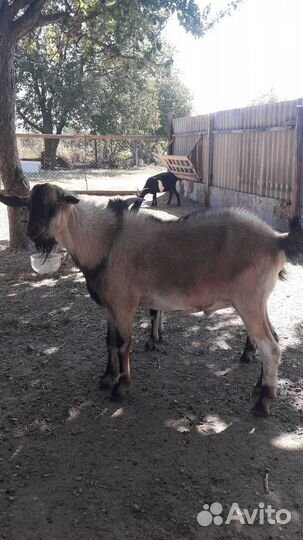 Козел на племя