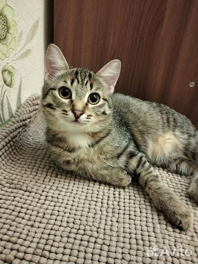 Отдам кота в добрые руки