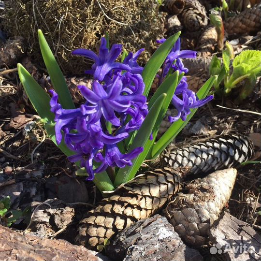 Кора, мульча