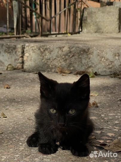 Отдам котенка-мальчика в добрые руки