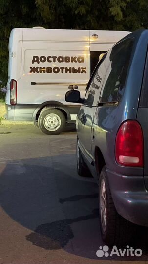 Доставка животных, перевозка животных, зоотакси