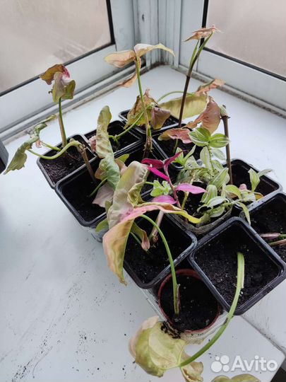 Сингониум neon пинк