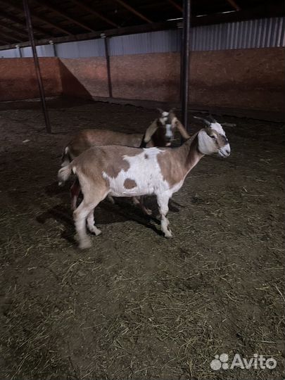 Нубийский козел и козочки