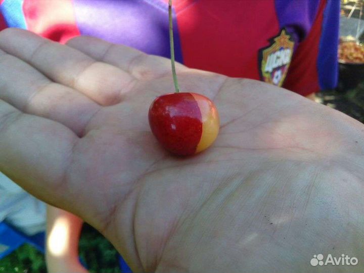 Черешня оптом сорт: Ярославна, Франс Иосиф, Дайбер