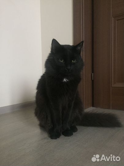 Отдам в добрые руки