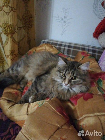 Передержка животных