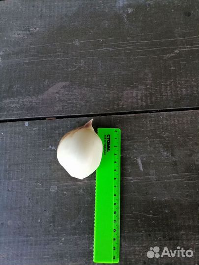 Декоративный лук Афлуканский