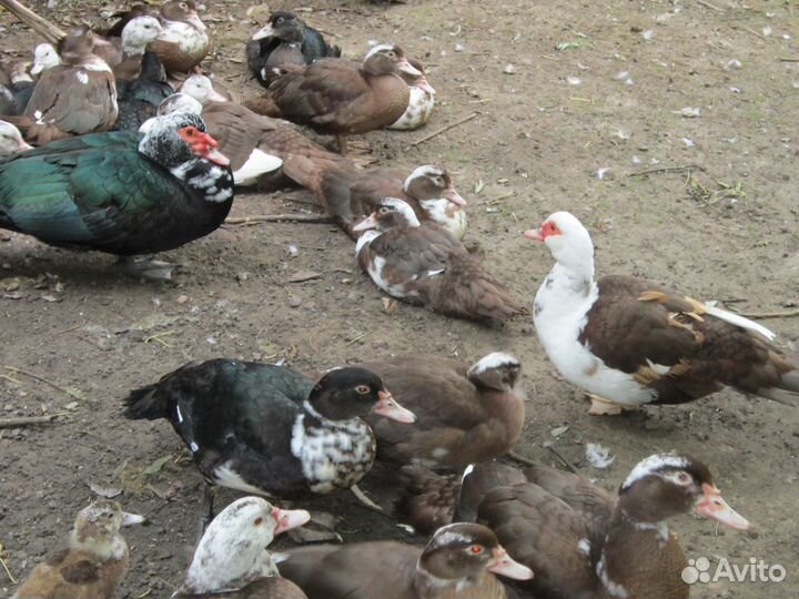 Продажа индоуток