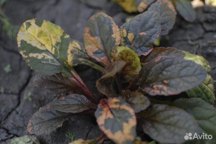 Живучки / почвопокровные растения