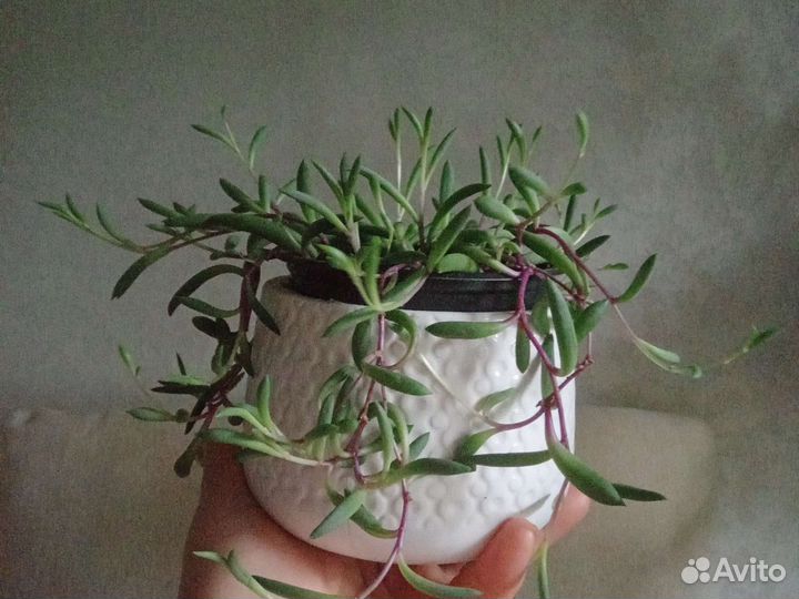 Сенецио геррейна