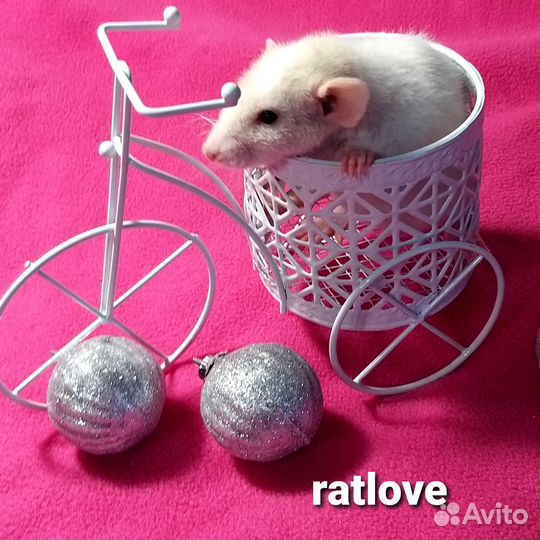 Крысята мальчик от ratlove