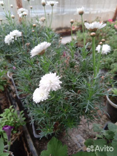 Агрирантенум, алиссум, гвоздика