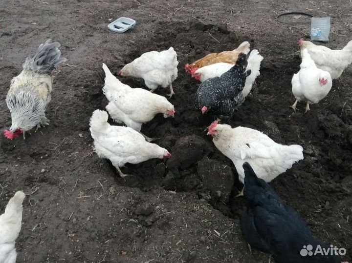 Домашние куриные яйца