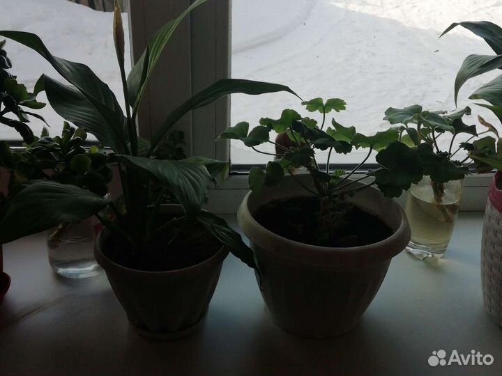 Эухарис амазонская лилия