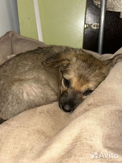 Щенок дворовой