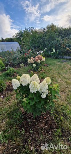 Гортензия метельчатая