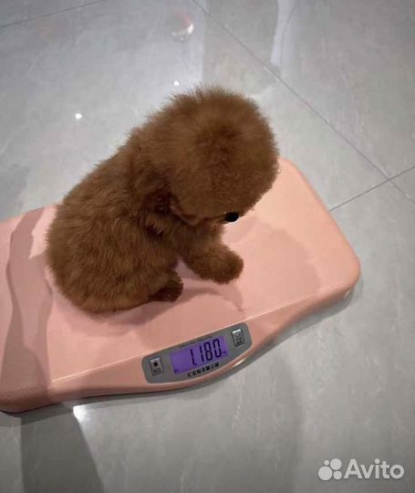 Тикап тедди пудель китай