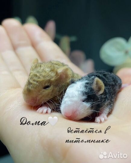 Мышь тексель