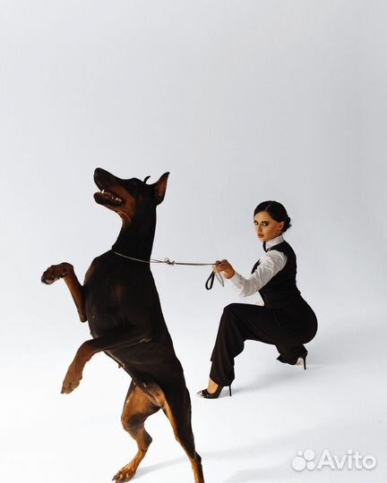 Доберман для фотоссесий
