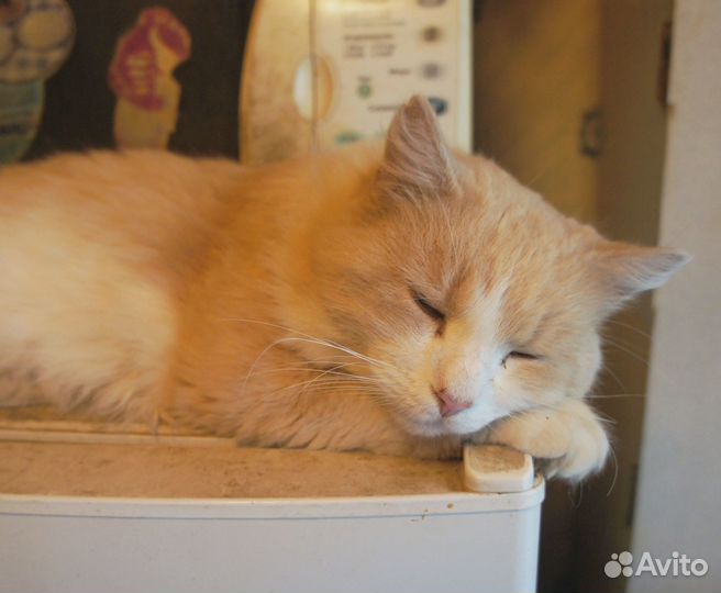 Котик ищет дом