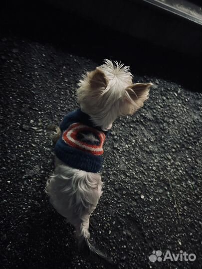 Йоркширский терьер