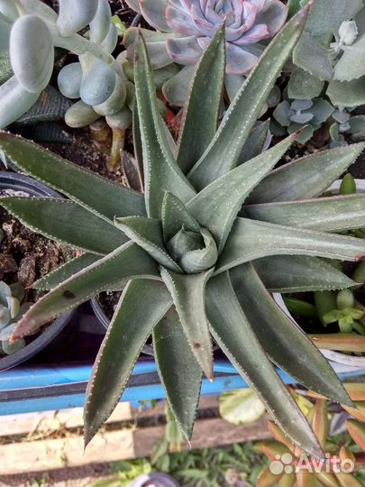 Суккуленты и сансевьеры