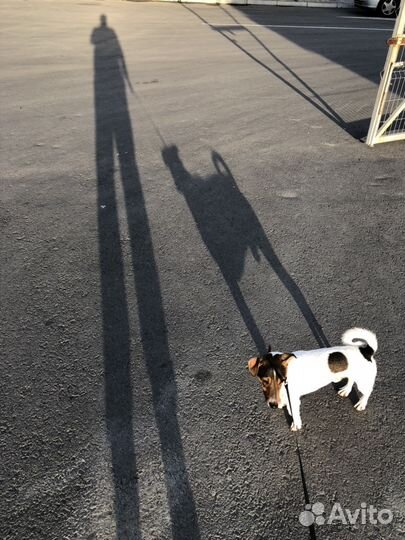 Кобель для вязки Джек Рассел