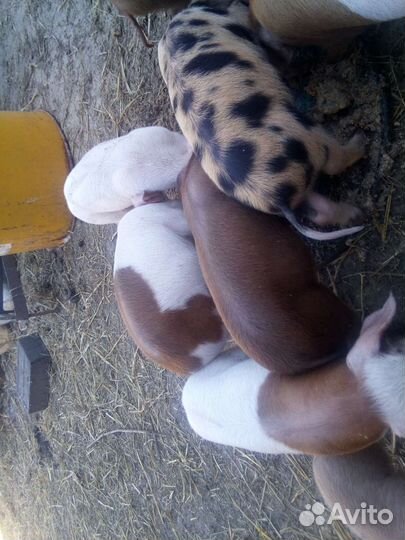 Поросята 2 месяца домашние