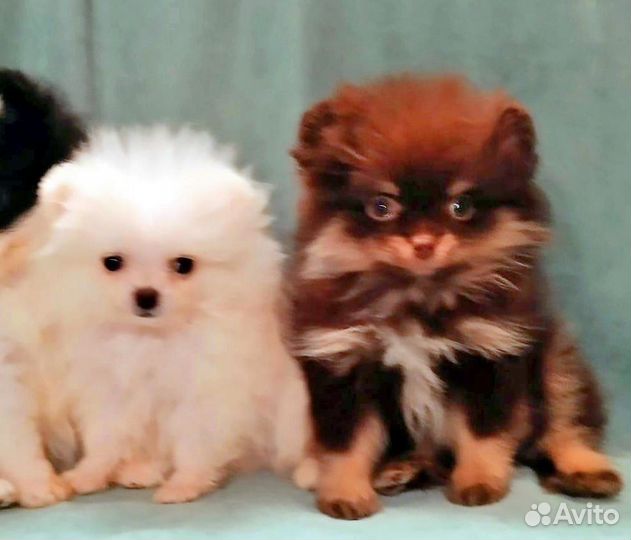 Mini mini Девочки