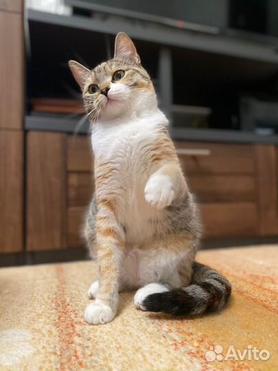 Трехцветная кошка в добрые руки