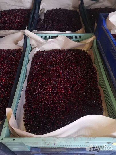 Брусника свежая