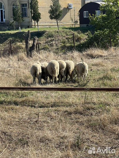 Овцы ягнята